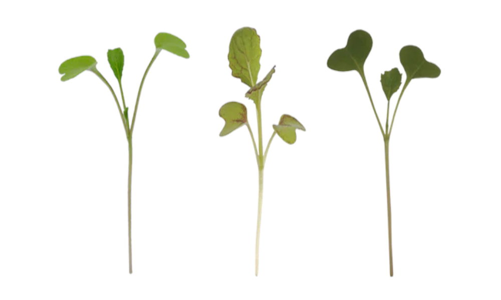 Microgreens Seeds