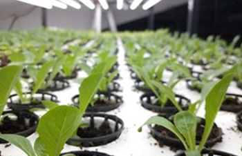 This Software Engineer Sold His Company to Start a Vertical Hydroponic Farm in Goa