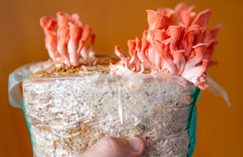 How to Start Growing Mushrooms at Home with a Mushroom Grow Kit