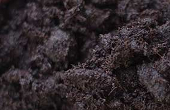Brew up a Batch of Compost Tea