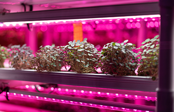 Growing Plants Under Artificial Light: What’s Missing?