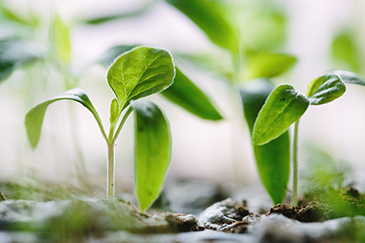 Hydroponics in short