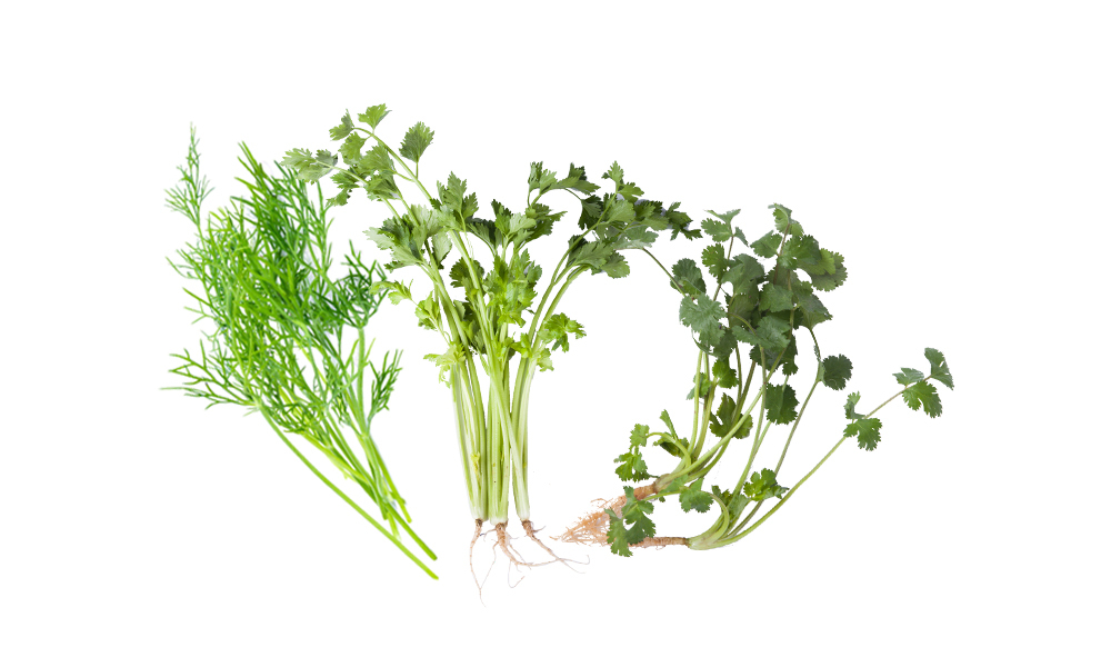 Herb Seeds
