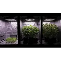How High Should You Hang Your Grow Light at Each Stage of Plant Growth