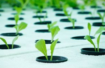 Will Hydroponic Crops Ever Become Organic Certified?