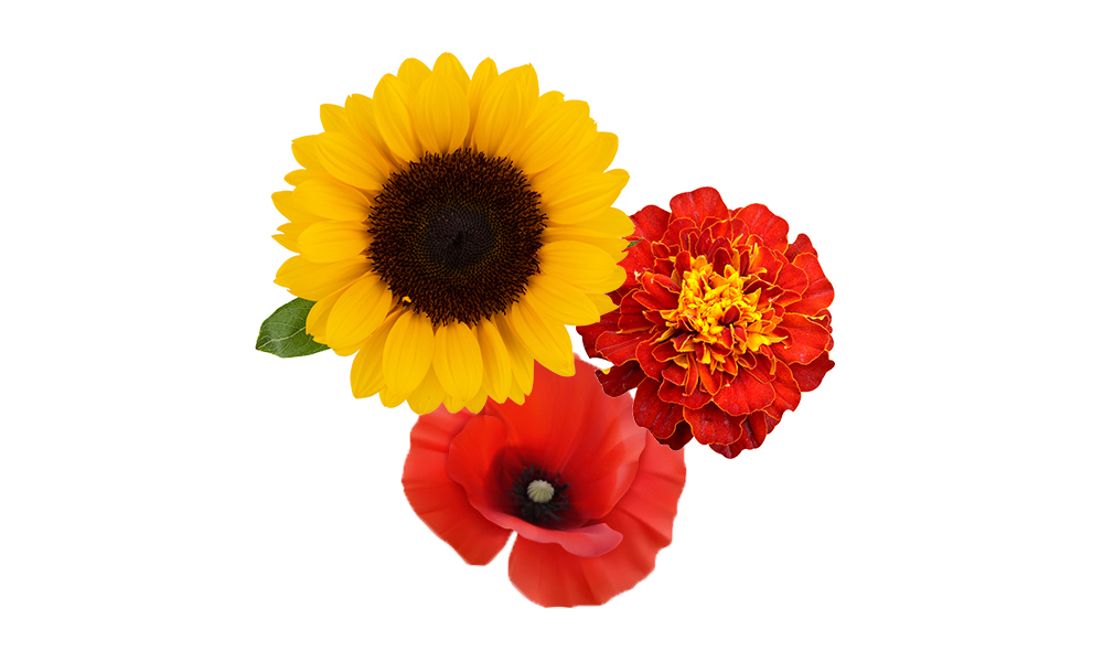 Flower Seeds