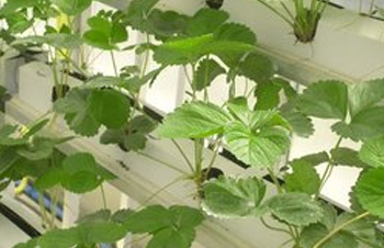 San Francisco startup Plenty takes vertical farming to new heights.