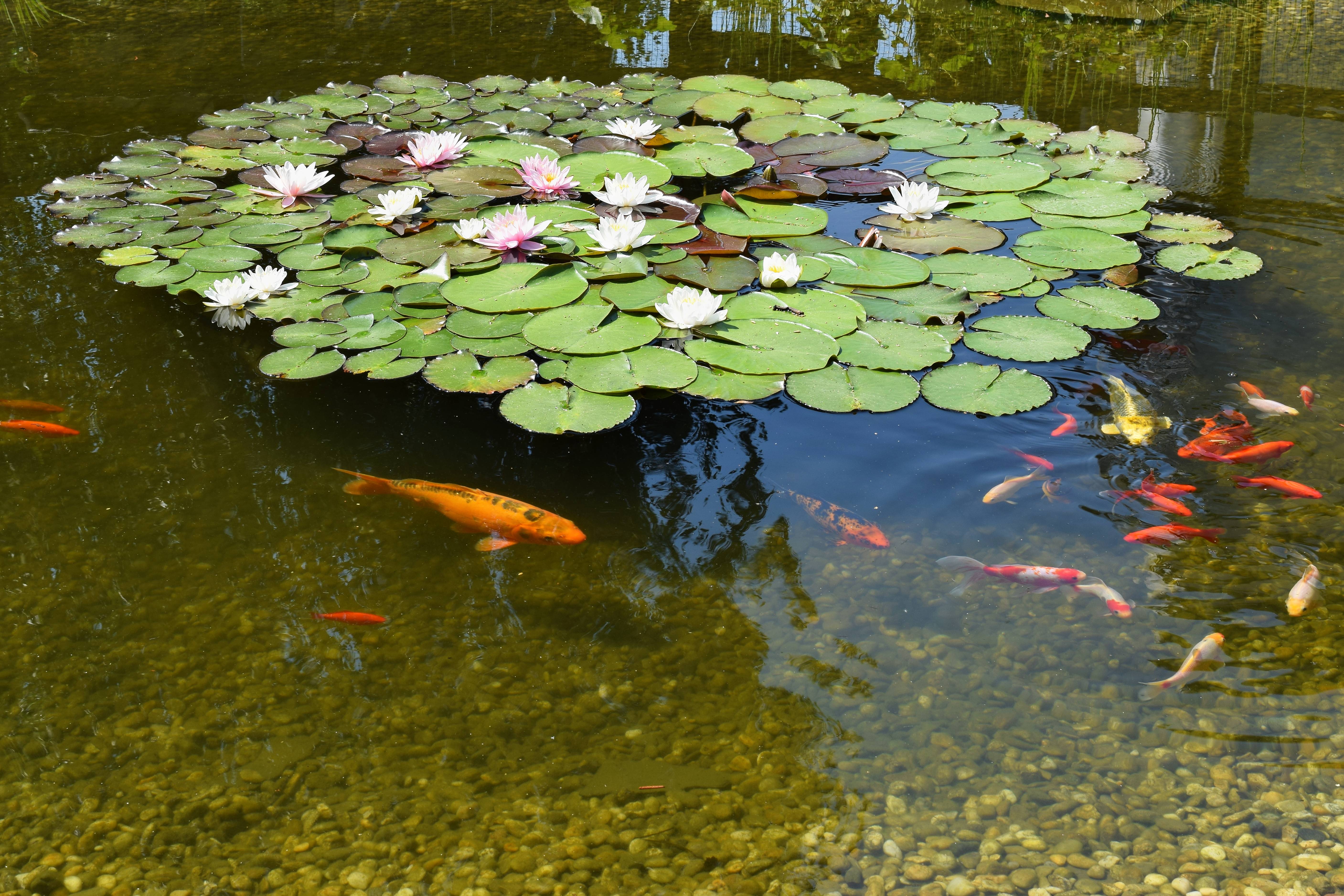 How to Remove Algae from Ponds?