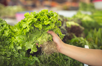 Are Hydroponics Crops As Healthy As Crops Grown In Soil?