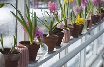 12 Houseplants That Have the Power to Heal