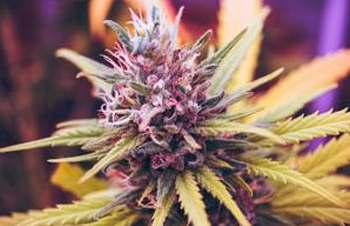 Perth company Little Green Pharma grows WA’s first medicinal cannabis crop